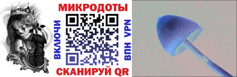 Псилоцибиновые грибы Psilocybe  Дербент 